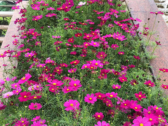 绍兴鲜花绿植批发-设计绿化城市